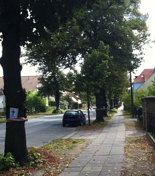 Linden mit Trauerflor