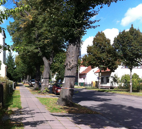 Linden mit Trauerflor