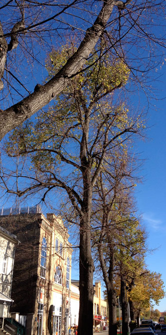 Linden mit Misteln Foto von Linden mit Misteln in der Straße 'Unter den Linden' in Werder