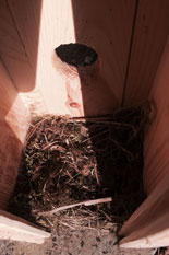 Vogelhaus innen heute gesehen Foto von einem Vogelhaus innen ist zu sehen - heute.