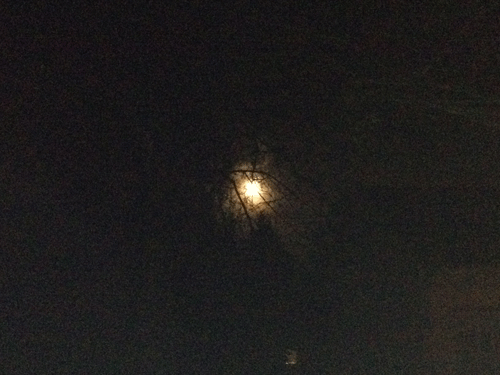 Vollmond, von der Eisenbahnstraße aus durch die Äste der Linden gesehen