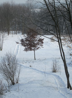 Blick auf Weg im Schnee heute Foto von Feld und Weg und Schnee ist zu sehen - heute.