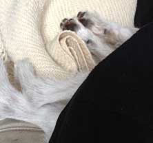 heute auf der Couch Foto von Hund auf Couch - heute.