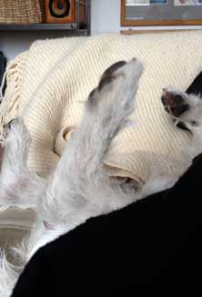 wellness - wie gesagt Foto von Hundauf Couch mit ausgesteckten Pfoten - heute.