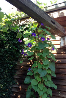 Foto von einer Trichterwinde im Garten - heute früh gesehen.