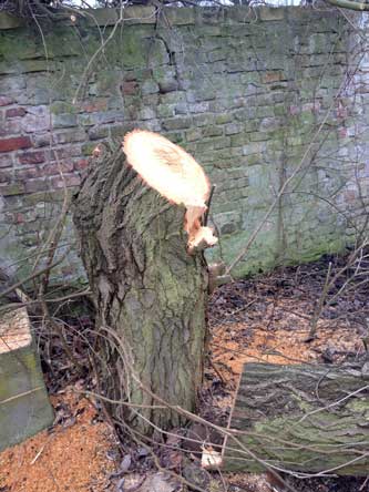 Foto von einem Grundstück Foto von einem Baum, der gefällt wurde