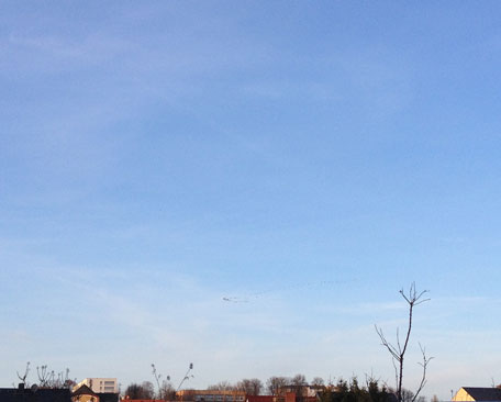 Foto mit Himmel und Zugvögeln heute Foto von Himmel und Zugvögeln ist zu sehen - heute.