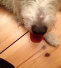 Foto von einem Hund, dessen Zunge heraushängt.