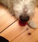 Hund braucht Luft Foto von einem Hund, dessen Zunge heraushängt.